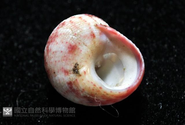 精靈蠑螺藏品圖，第4張