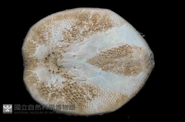 大脆心形海膽藏品圖，第4張