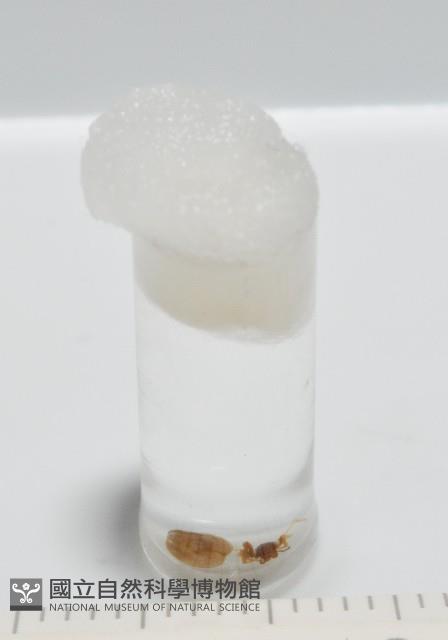 新種寄居姬蜘藏品圖，第4張