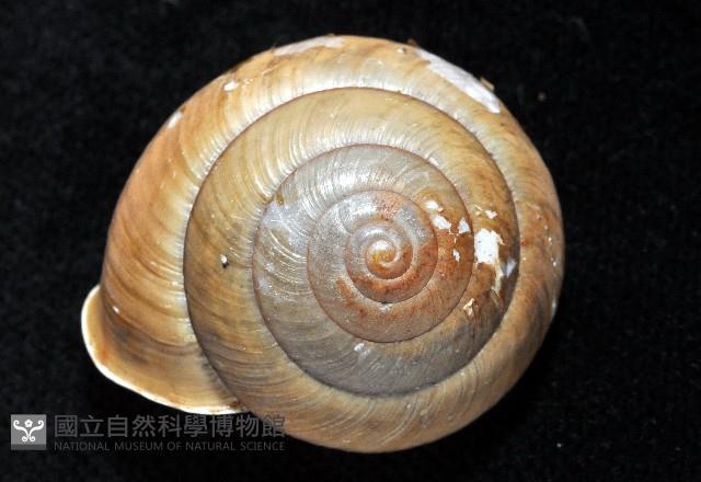 金崙栗蝸藏品圖，第4張