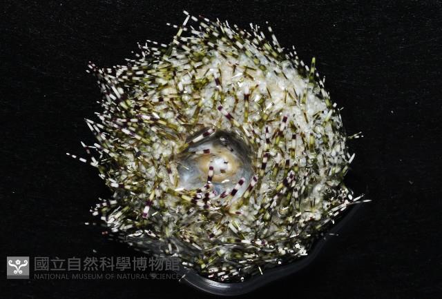 雜色角孔海膽藏品圖，第4張