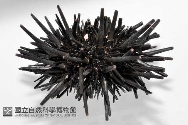 口鰓海膽藏品圖，第4張