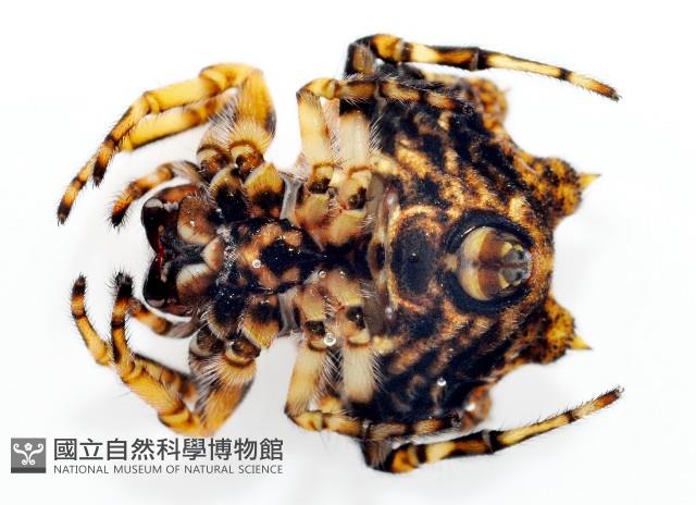 乳頭棘蜘藏品圖，第4張