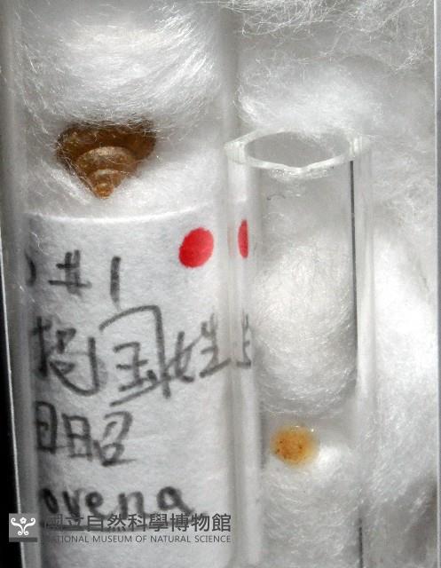異脈東洋蝸藏品圖，第4張