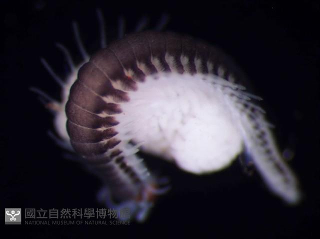 未知種眼蠶藏品圖，第4張