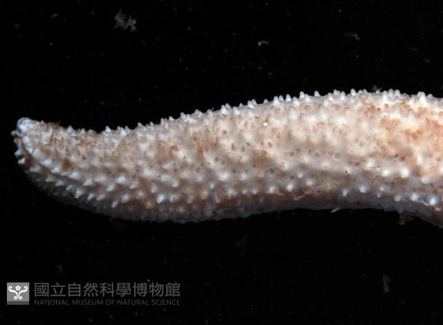 呂宋棘海星藏品圖，第4張