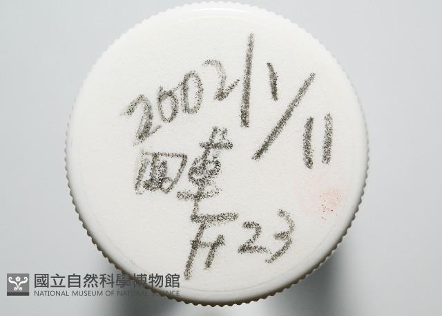 臺灣花瓣蛤藏品圖，第4張
