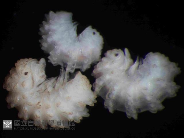 未知種瘤潮蟲藏品圖，第4張