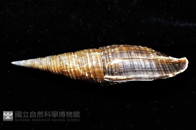 智慧筆螺藏品圖，第4張
