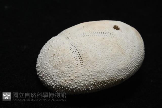 脊背壺海膽藏品圖，第4張