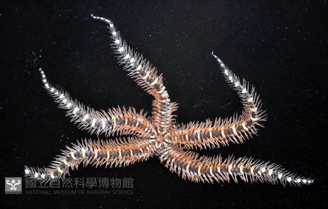 畫櫛蛇尾藏品圖，第4張