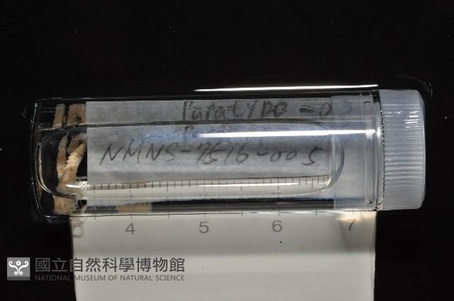 梧棲搓蟄蟲藏品圖，第4張