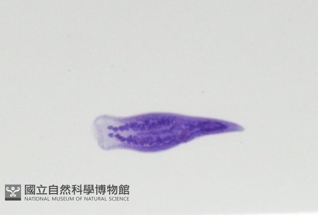 新種棘槽絛蟲藏品圖，第4張