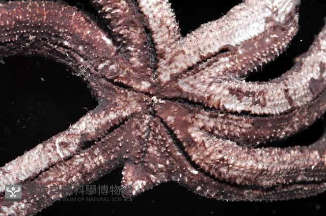 呂宋棘海星藏品圖，第4張