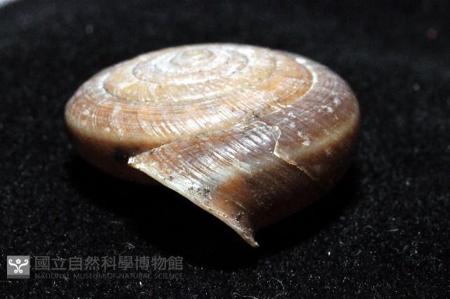 彩虹大臍蝸牛藏品圖，第4張