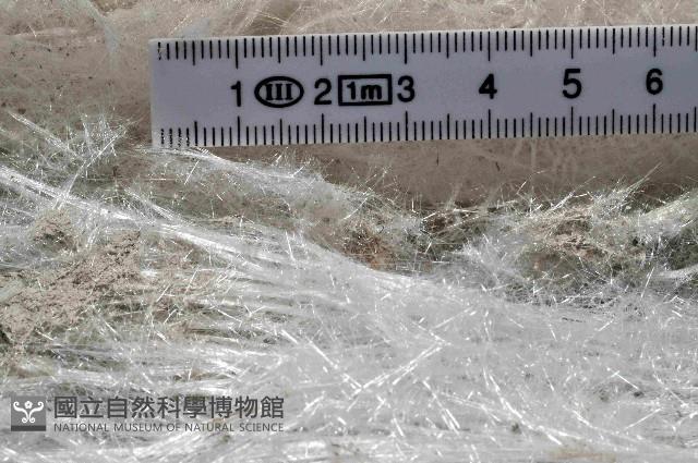 未知種棍棒海綿藏品圖，第4張