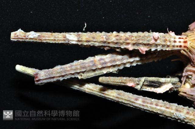 苞柄頭帕藏品圖，第4張