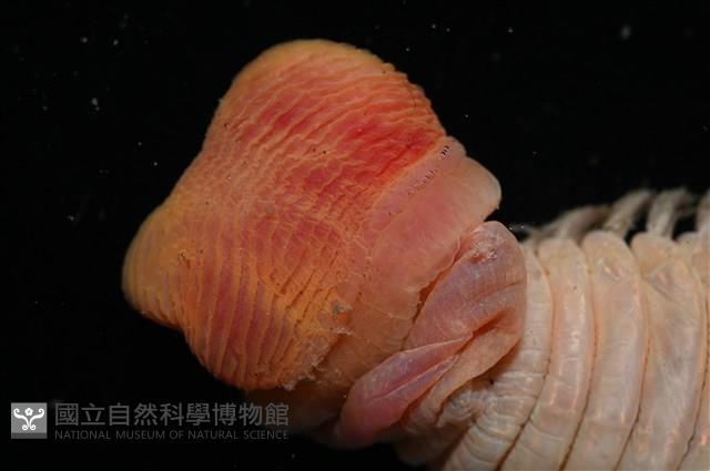 黃海毛蟲藏品圖，第4張