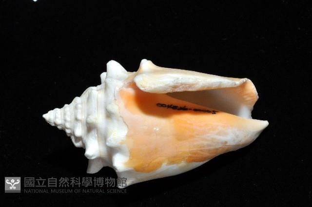 金拳鳳凰螺藏品圖，第4張