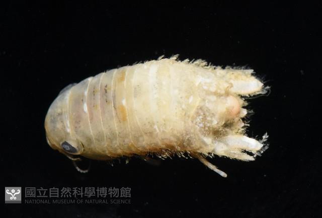 未知種團水虱藏品圖，第4張