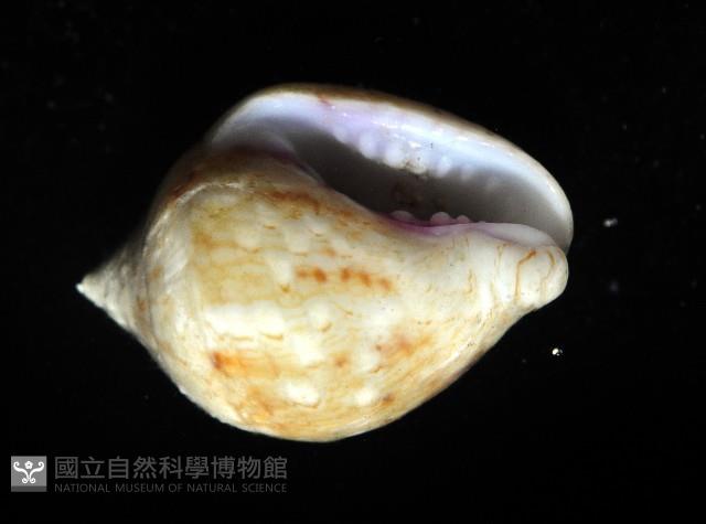 球麥螺藏品圖，第4張