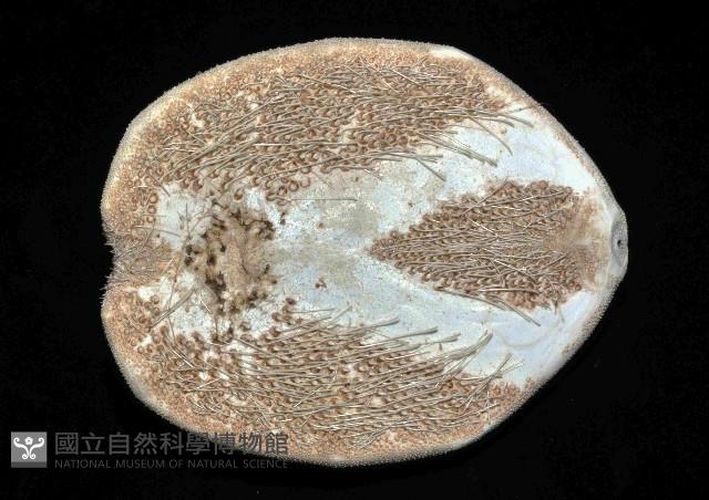 大脆心形海膽藏品圖，第4張