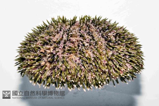喇叭毒棘海膽藏品圖，第4張