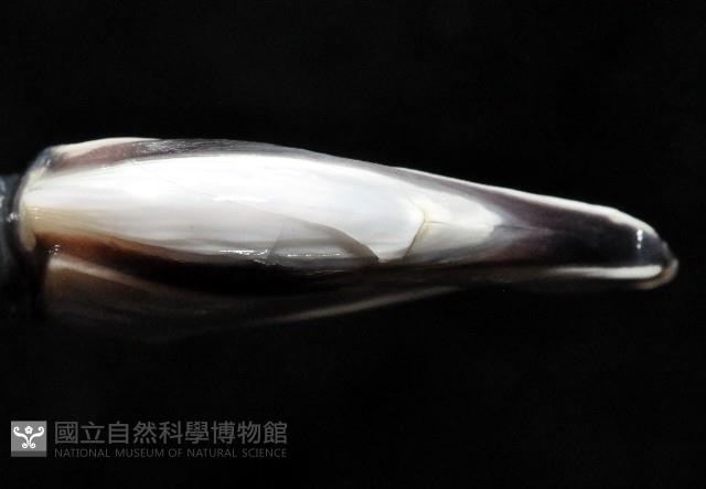 龜茗荷藏品圖，第4張