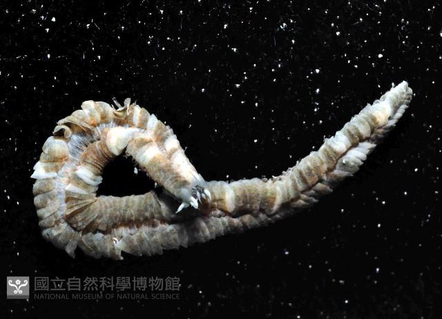 未知種沙蠶-異沙蠶體藏品圖，第4張