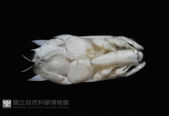 臺灣鼴鼠蟹藏品圖，第4張