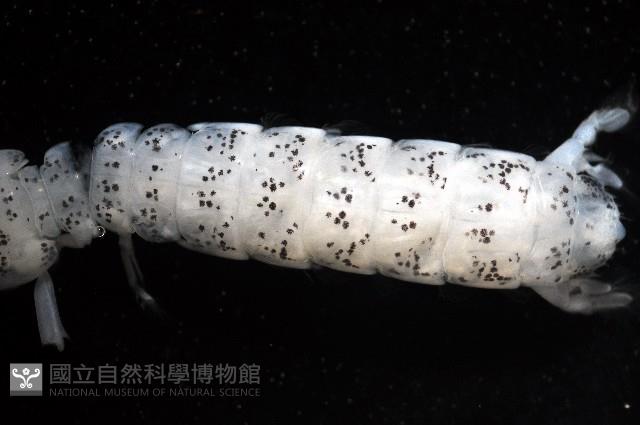 豹斑幼嫩蝦蛄藏品圖，第4張