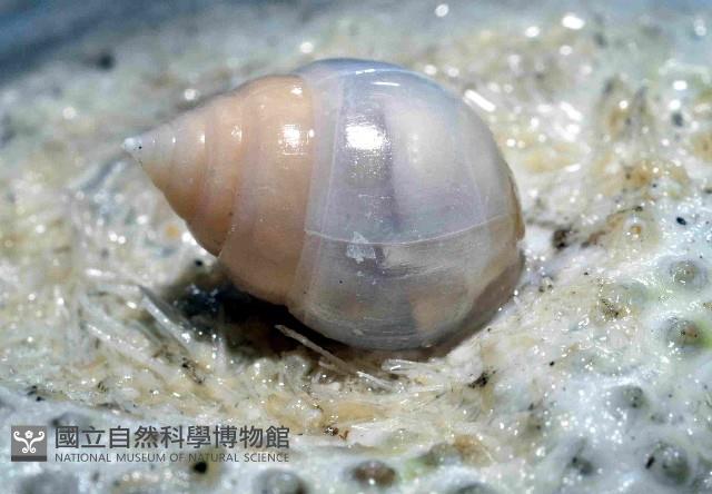 水滴寄居螺藏品圖，第4張