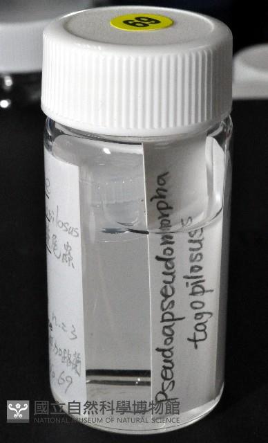 毛觸鬚偽近鞭尾蟲藏品圖，第4張