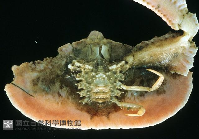 環狀(圓拱)隱足蟹藏品圖，第4張
