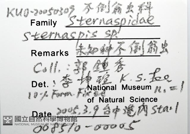 未知種不倒翁蟲藏品圖，第4張