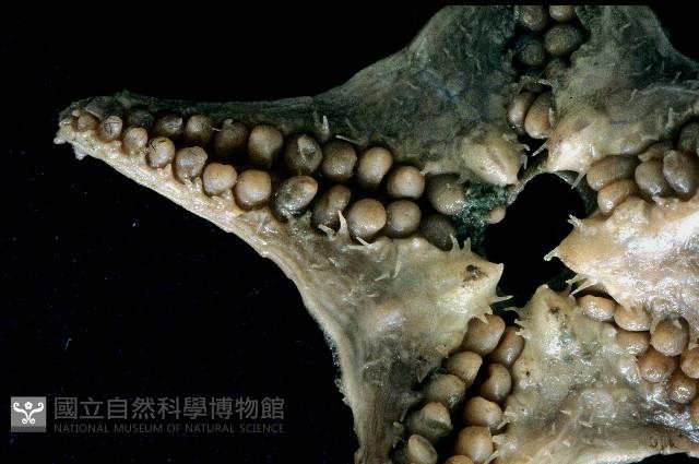 粗荒漠海星藏品圖，第4張