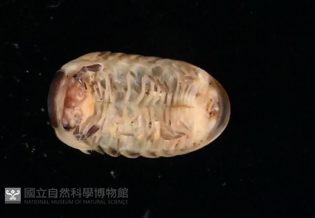 條紋木球馬陸藏品圖，第4張
