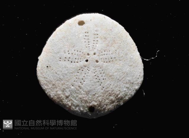 馬氏海錢(馬氏扣海膽)藏品圖，第4張