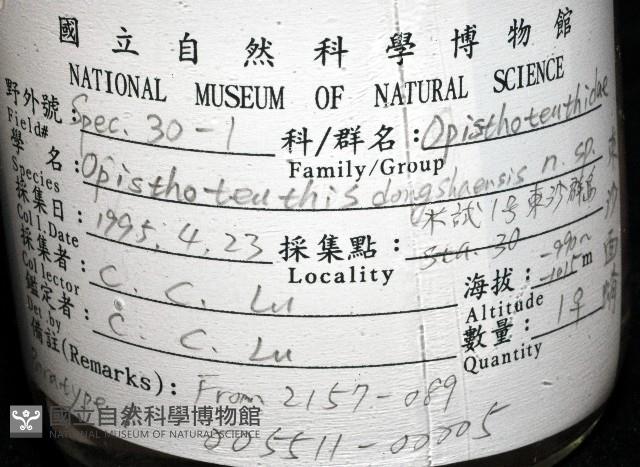 東沙面蛸(新種)藏品圖，第4張