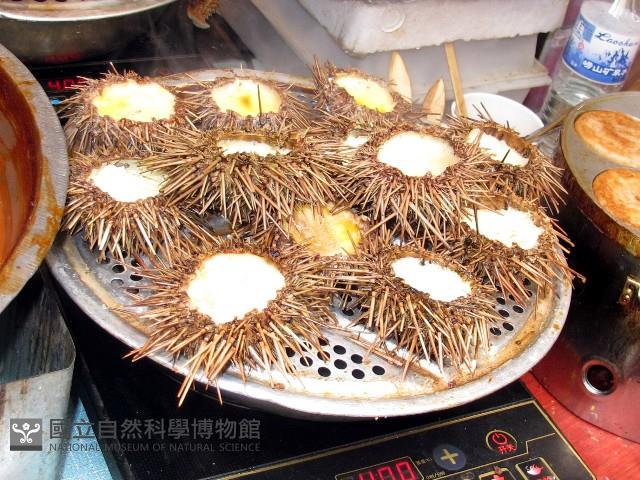 海刺蝟藏品圖，第4張