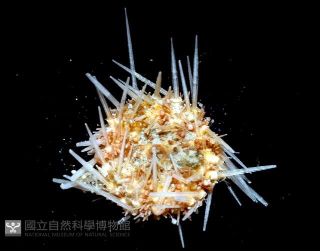福氏鋸海膽藏品圖，第4張