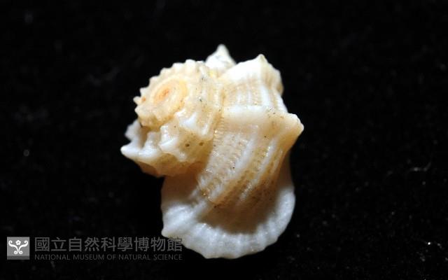 城堡花冠螺藏品圖，第4張