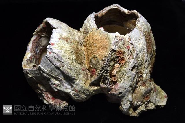 鐘巨藤壺藏品圖，第4張