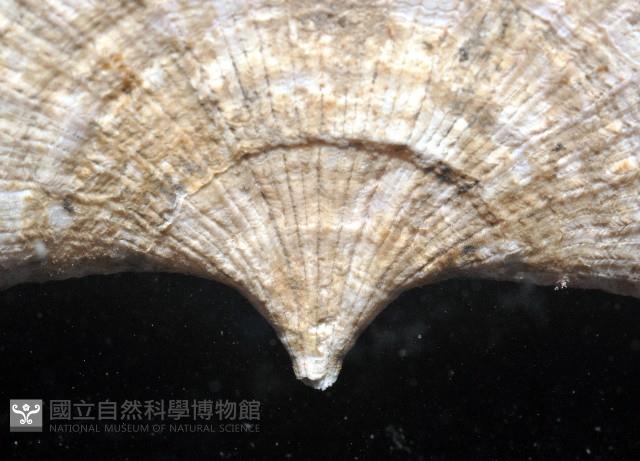 壯麗扇形珊瑚藏品圖，第4張