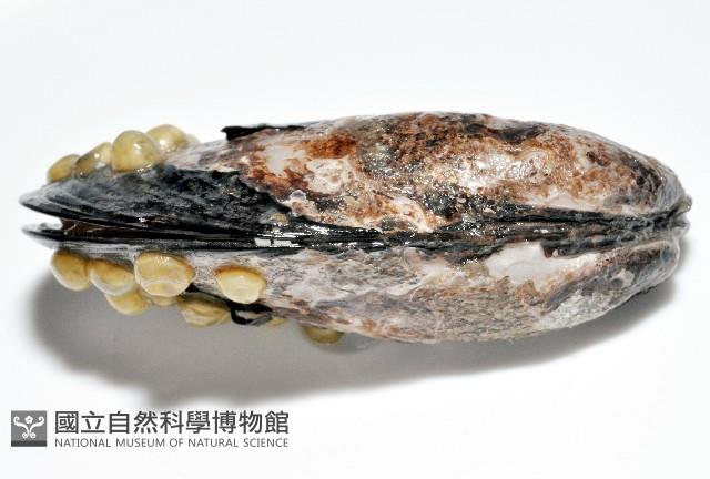 臺灣深海殼菜蛤藏品圖，第4張