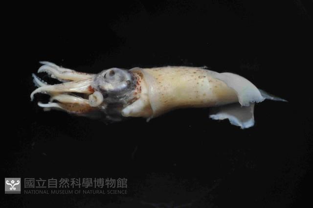翼魷魚藏品圖，第4張