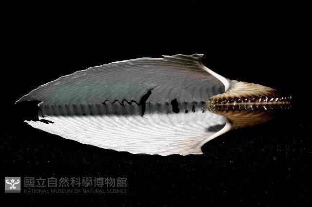扁船蛸藏品圖，第4張