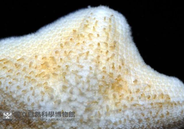 擬淺盤步海燕藏品圖，第4張