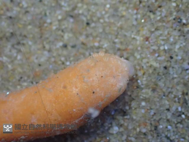 未知種海仙人掌藏品圖，第4張