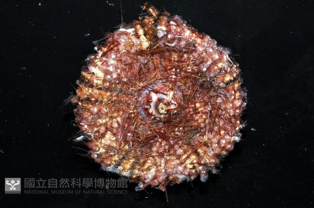 輻星肛海膽藏品圖，第4張